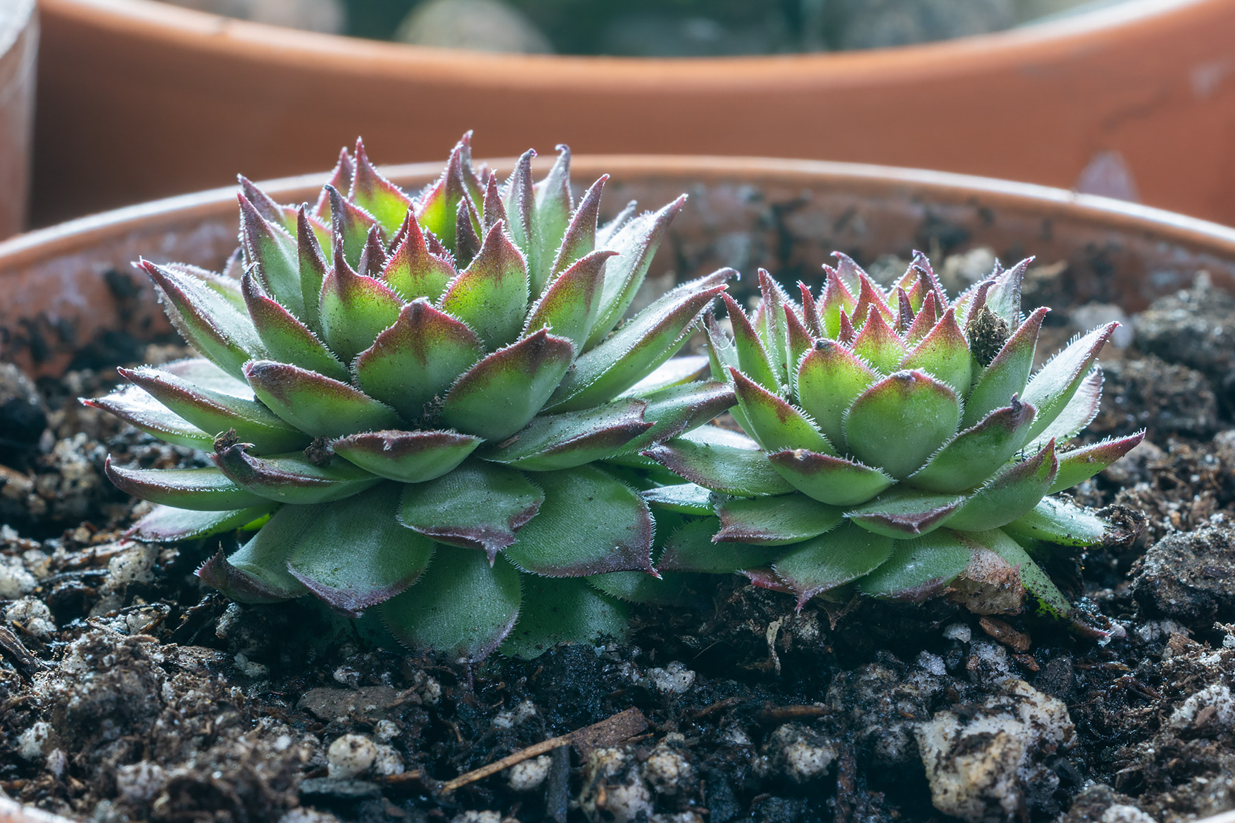 Sempervivum, unknown variety, two rosettes with purple-tipped leaves.  (#6 of six unknown varieties of Sempervivum in Jan. 29 shipment.)  Click for next photo.