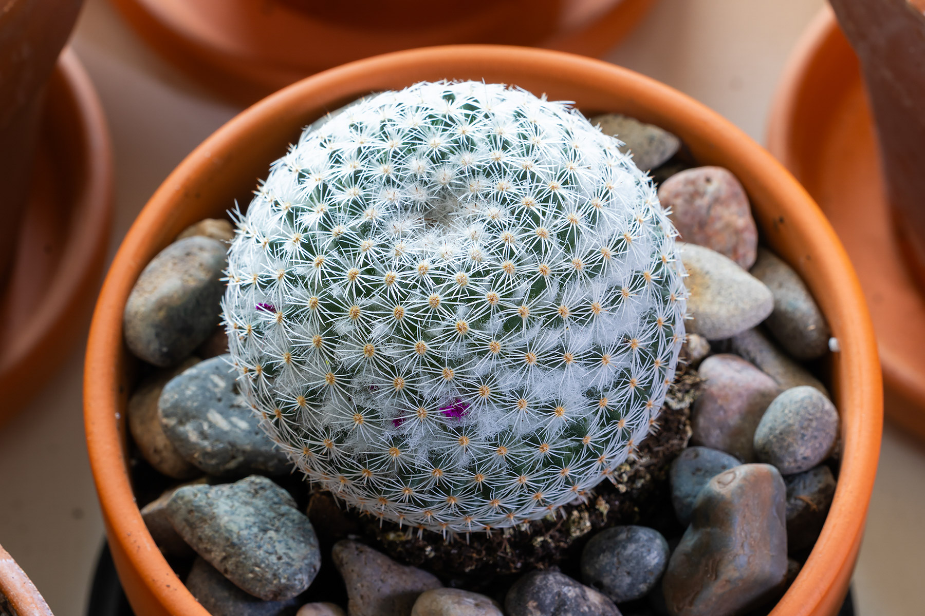 Mammillaria Elegans Cactus.  Click for next photo.