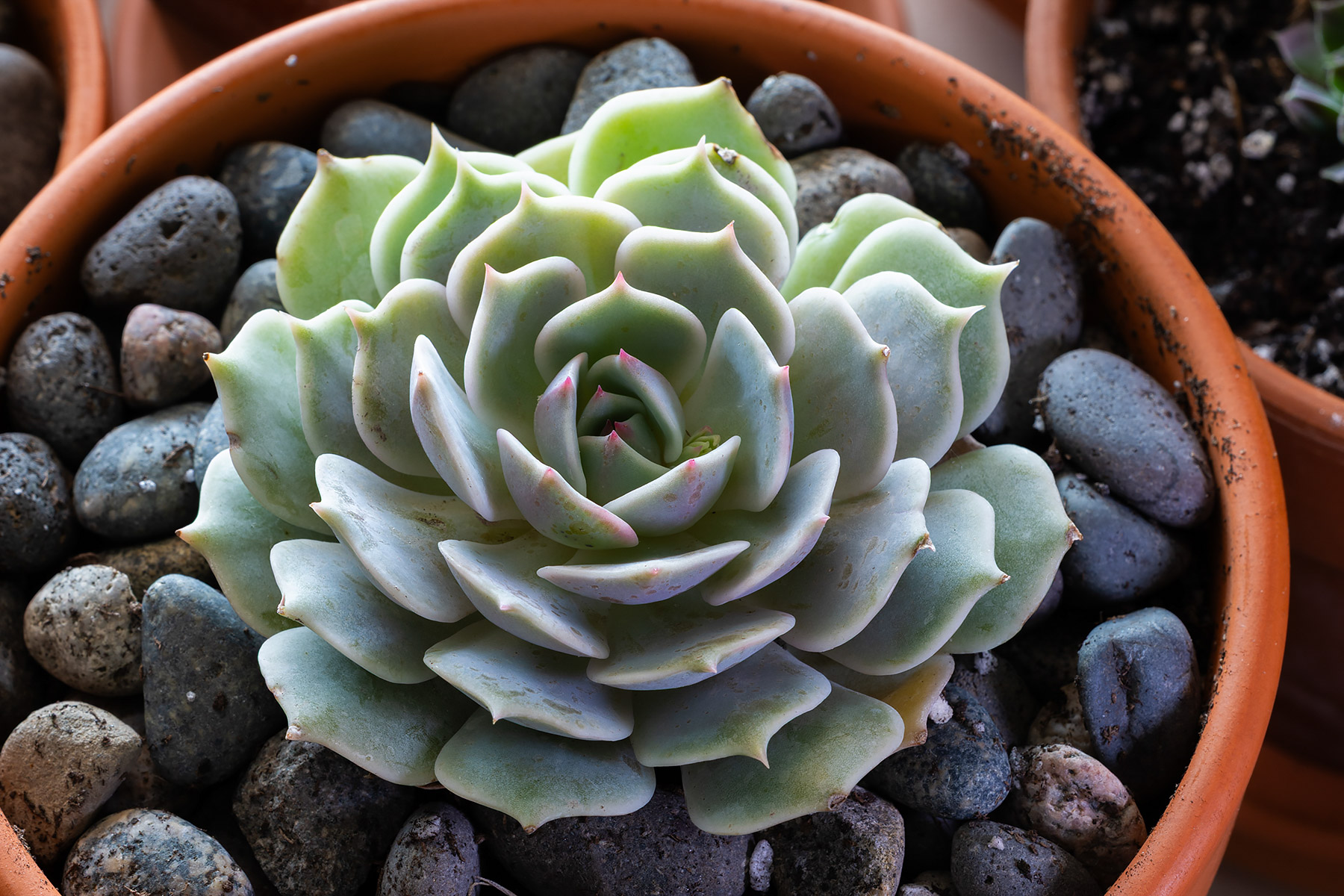 Back to the beginning, Echeveria Lola fresh from the store, still green.  Click for next photo.