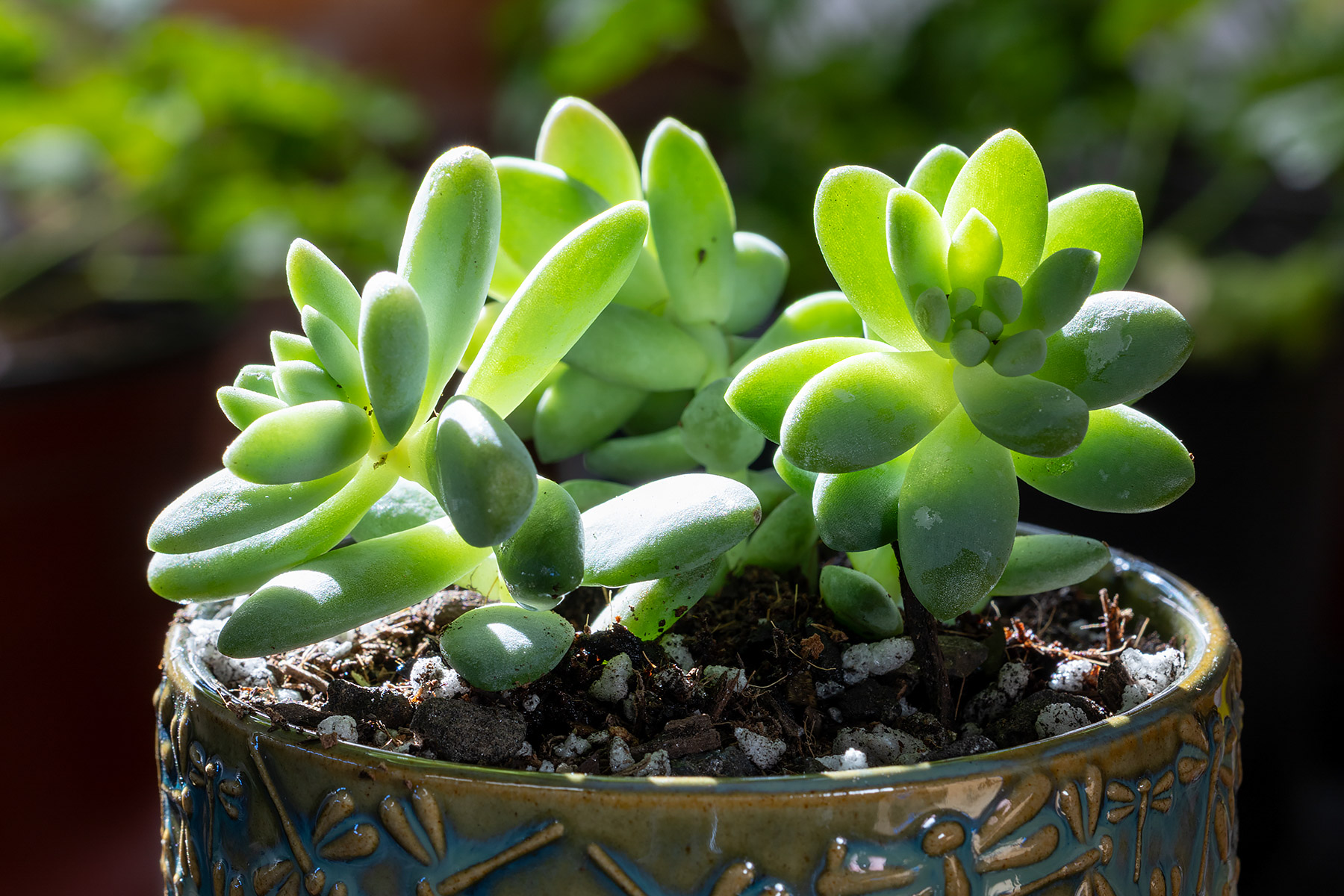 Sedeveria Blue Burrito.  Click for next photo.