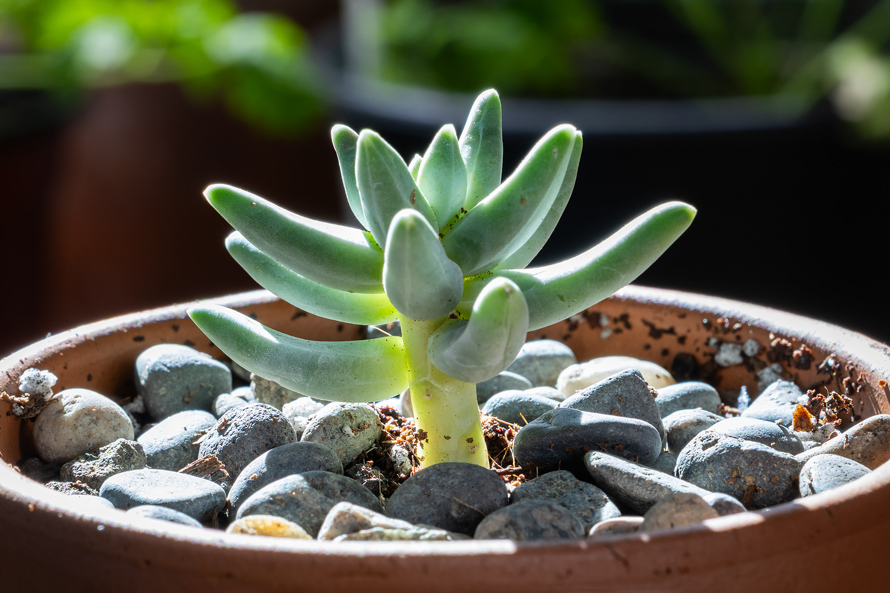 Pachyphytum compactum Little Jewel.  Click for next photo.