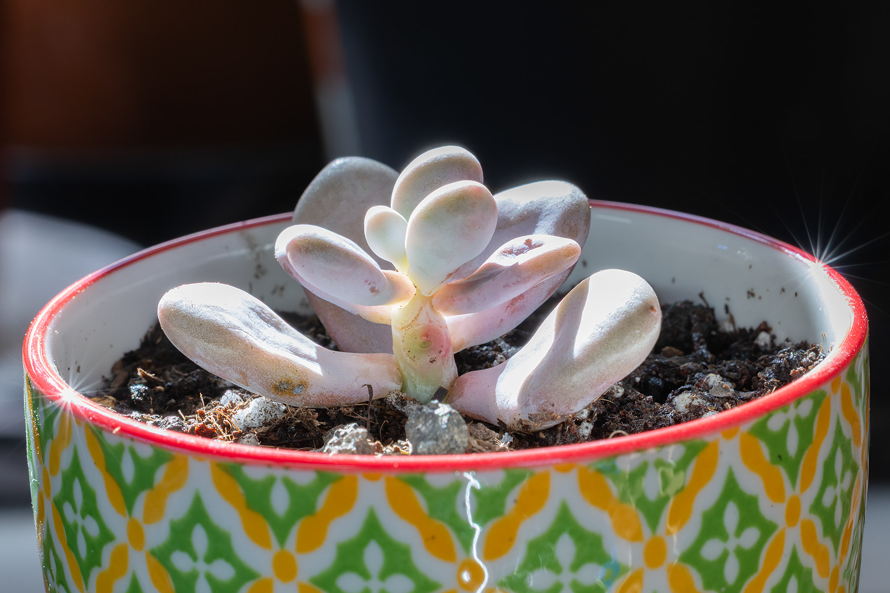 Pachyphytum oviferum Pink Moonstone.  Click for next photo.