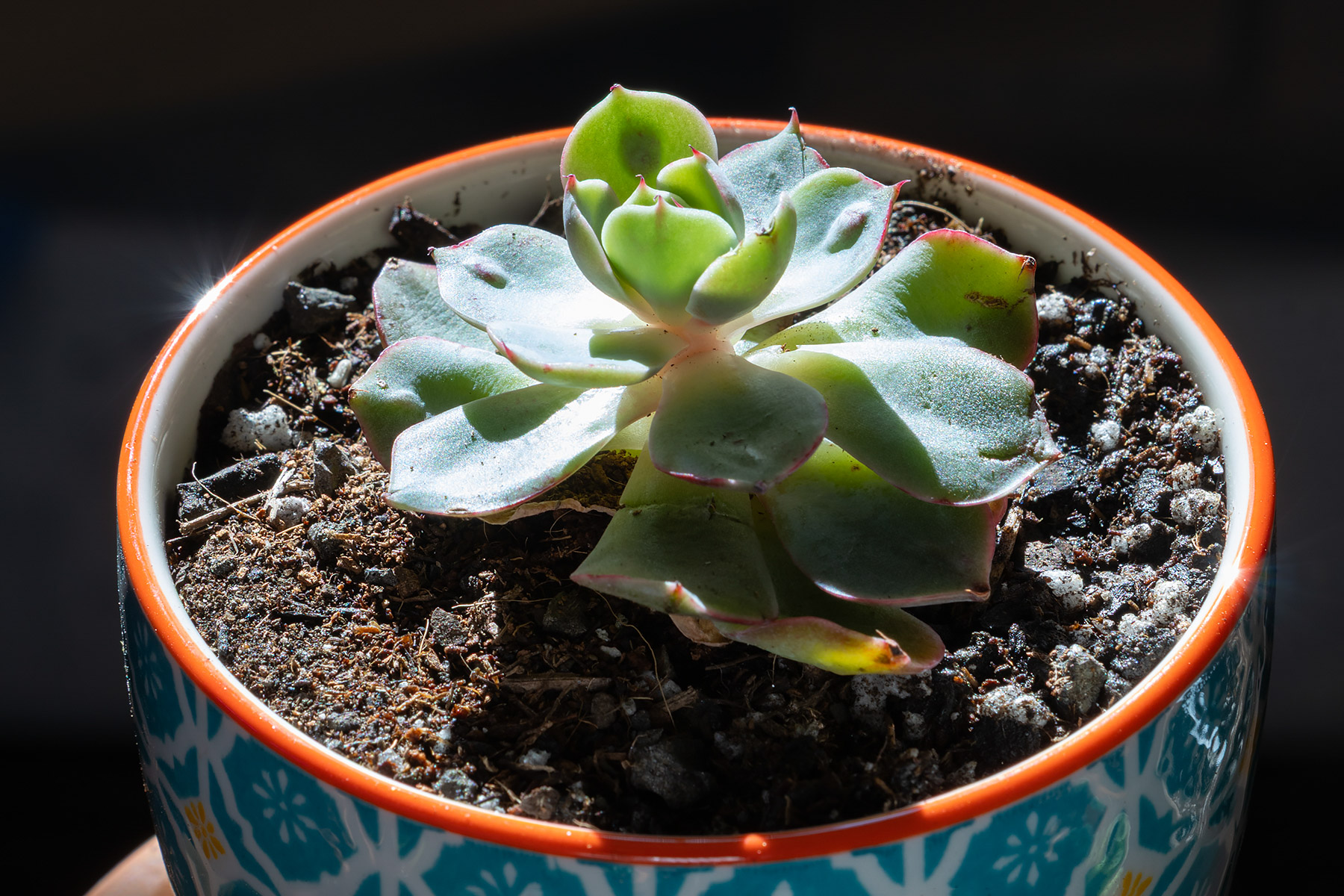 Echeveria Raindrops is a colorful variety that develops bumps on the leaves that look like...raindrops. A couple of bumps are visible, but this is another plant that had a bad shipping experience and needs some time to recover.  Click for next photo.