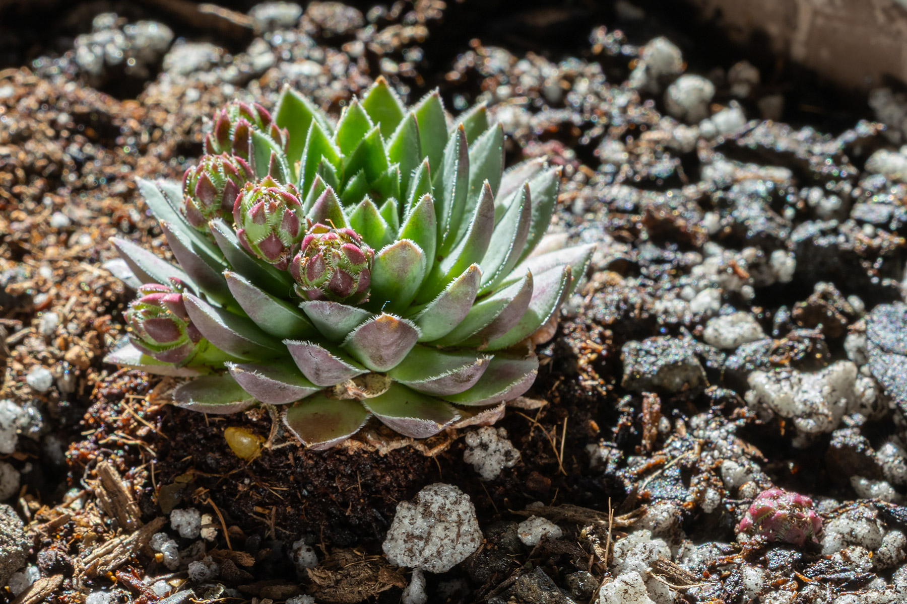 Sempervivum Globiferum Budai Mountains.  The Globiferum species offsets (chicks) are small globes that fall off the mother plant (hen) and roll away to root.  One of the fallen offsets can be seen in the lower right corner, and there are five still attached to the hen.  Click for next photo.