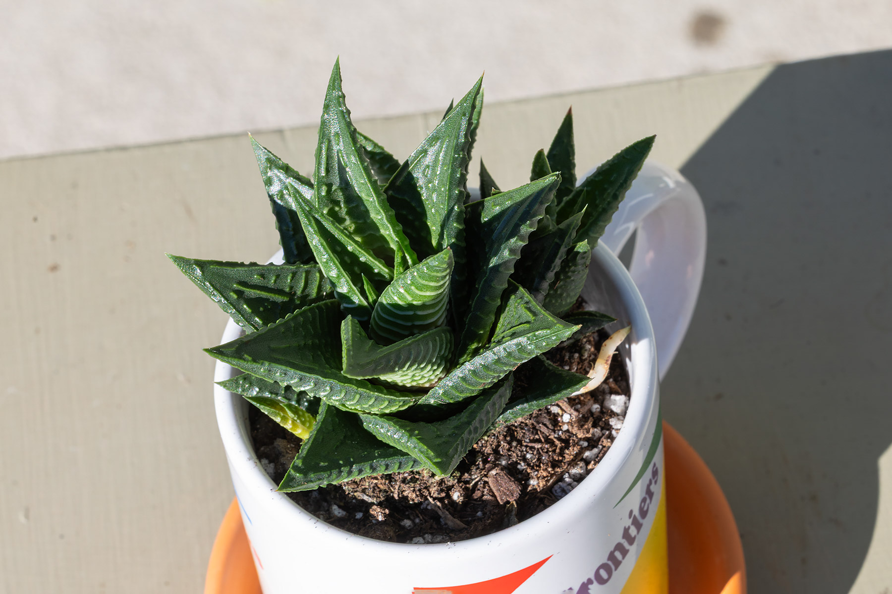 Haworthia limifolia Fairy Washboard.  Click for next photo.