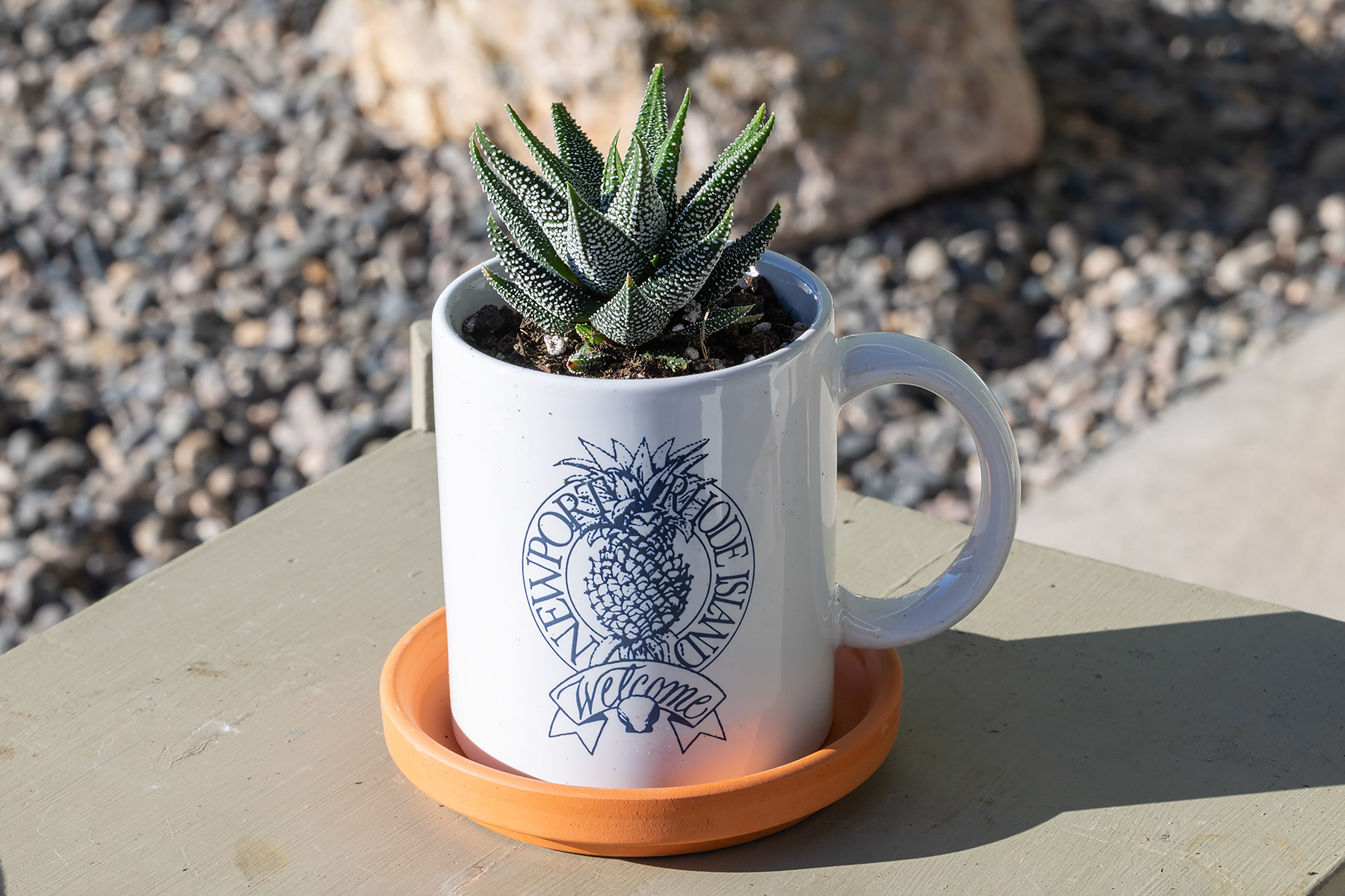 Hawortha attentuata Concolor.  Click for next photo.