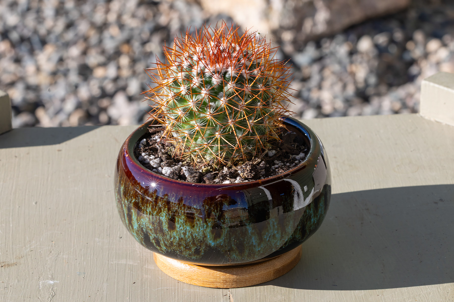 Mammillaria rhodantha cactus, the Rainbow Pincushion.
  Click for next photo.