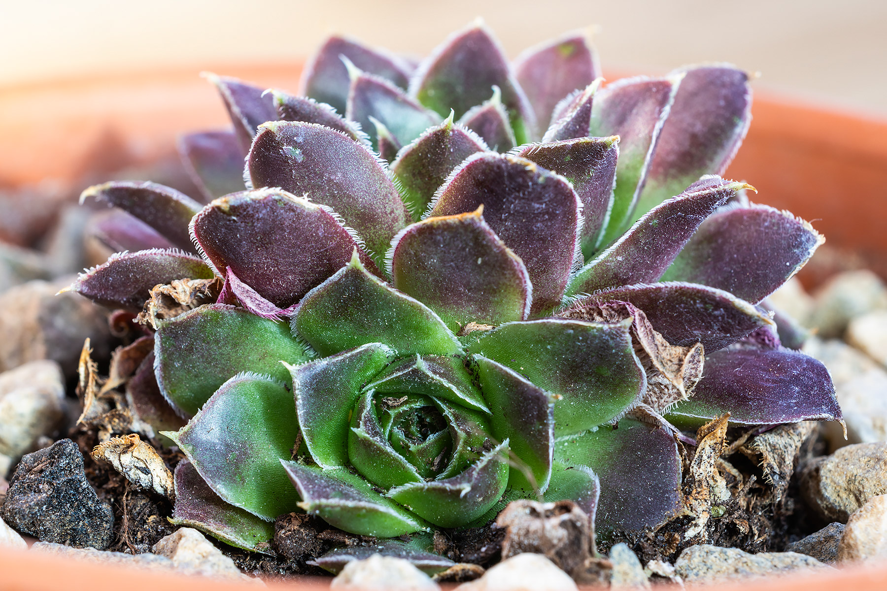 Sempervivum, unknown variety, purple leaves, small rosette growing out the side of the main one.  (#5 of six unknown varieties of Sempervivum in Jan. 29 shipment.)  Click for next photo.