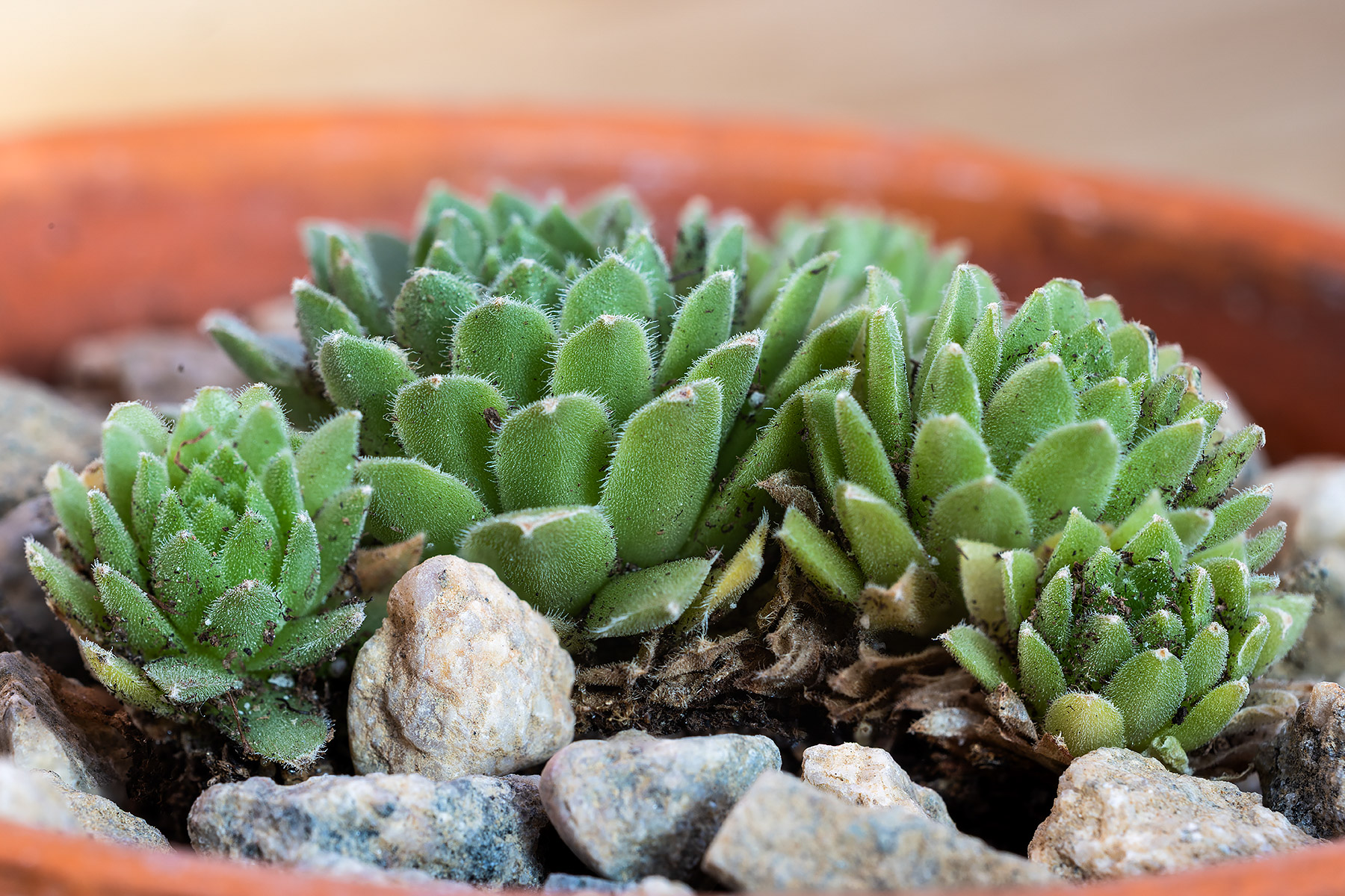 Sempervivum, unknown variety.  (#2 of six unknown varieties of Sempervivum in Jan. 29 shipment.)  Click for next photo.