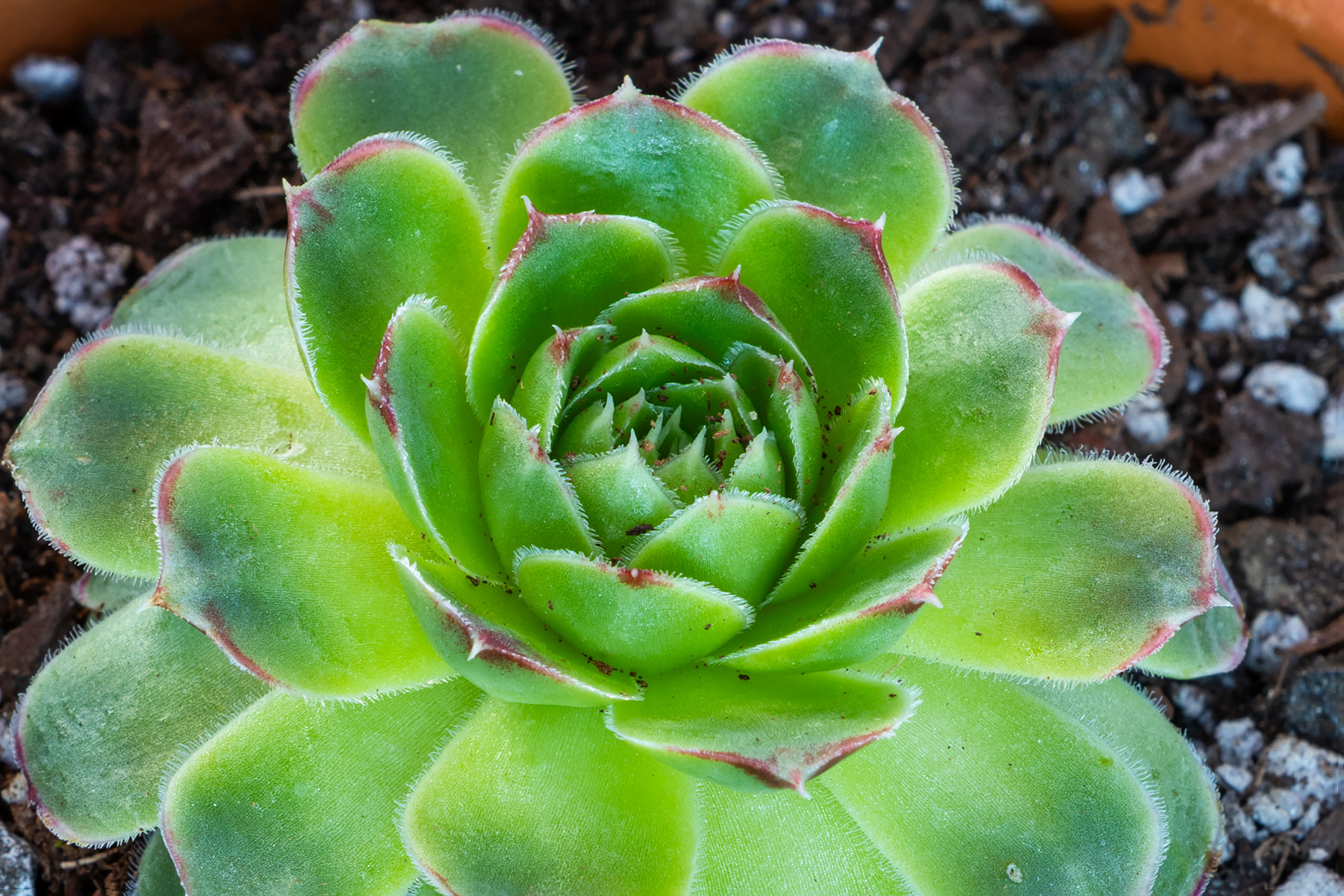 Sempervivum Heuffelii Coral Reef.  Mostly green with red tips now, but the spring and summer sun should bring out more dramatic colors.  Click for next photo.
