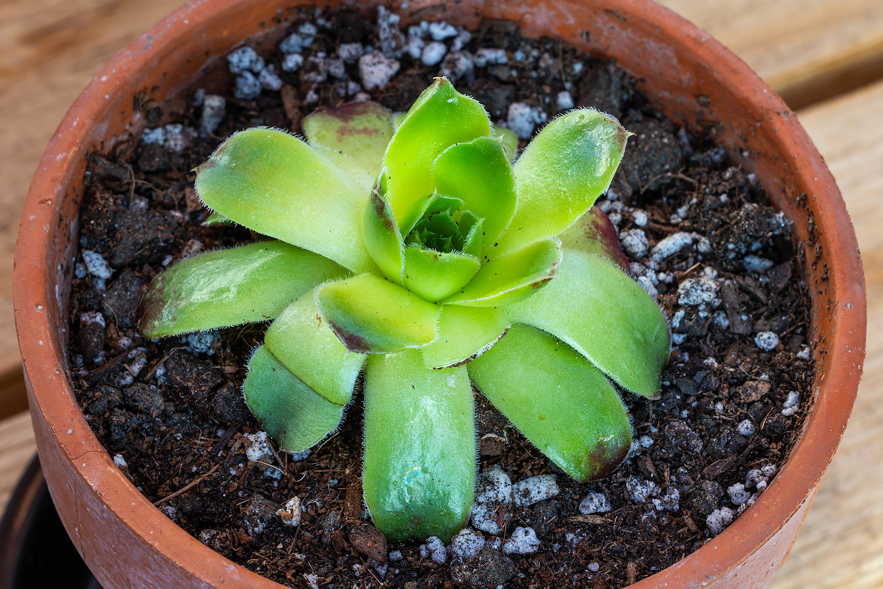 Sempervivum Heuffelii Cherry Glow, damaged in transit with several lost and broken leaves but should recover.  Click for next photo.