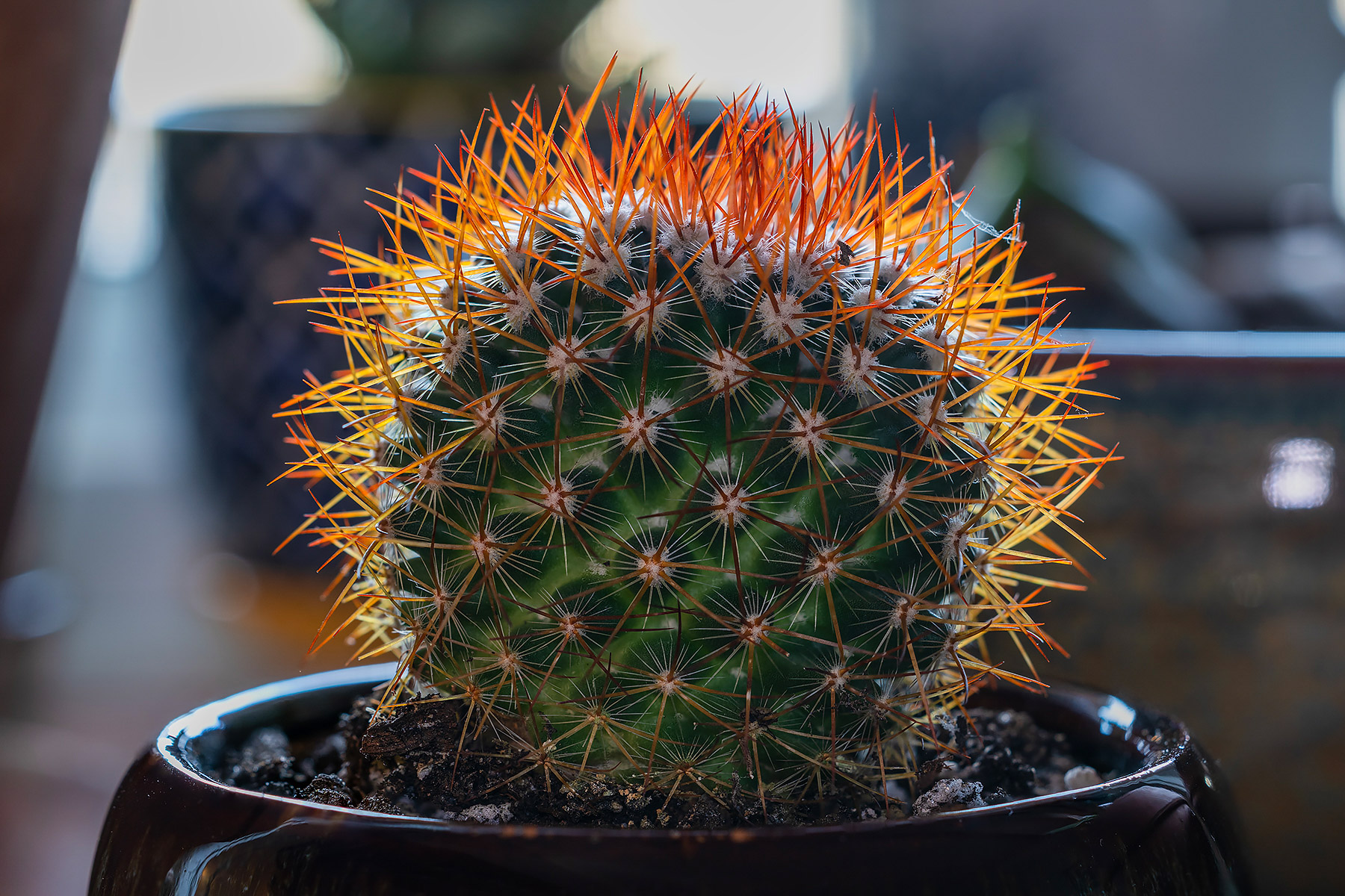 Mammillaria rhodantha cactus, the Rainbow Pincushion.
  Click for next photo.