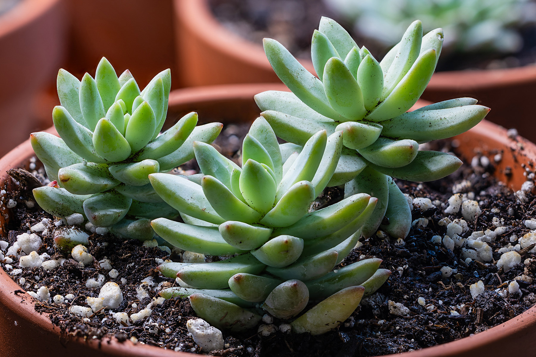 This doesn�t look like my other Echeverias but it is a variety called Lilac Mist.  Click for next photo.