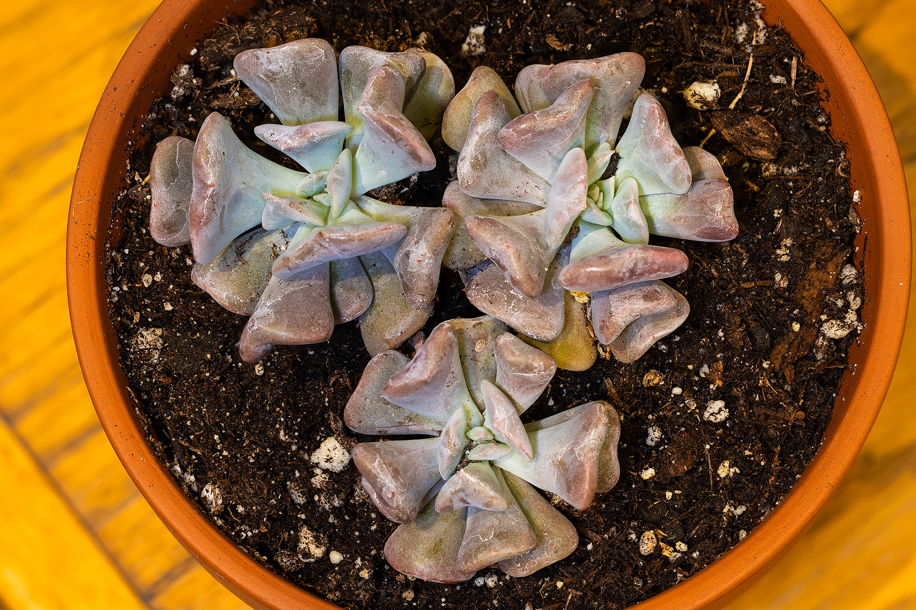 Echeveria Cubic Frost.  Click for next photo.