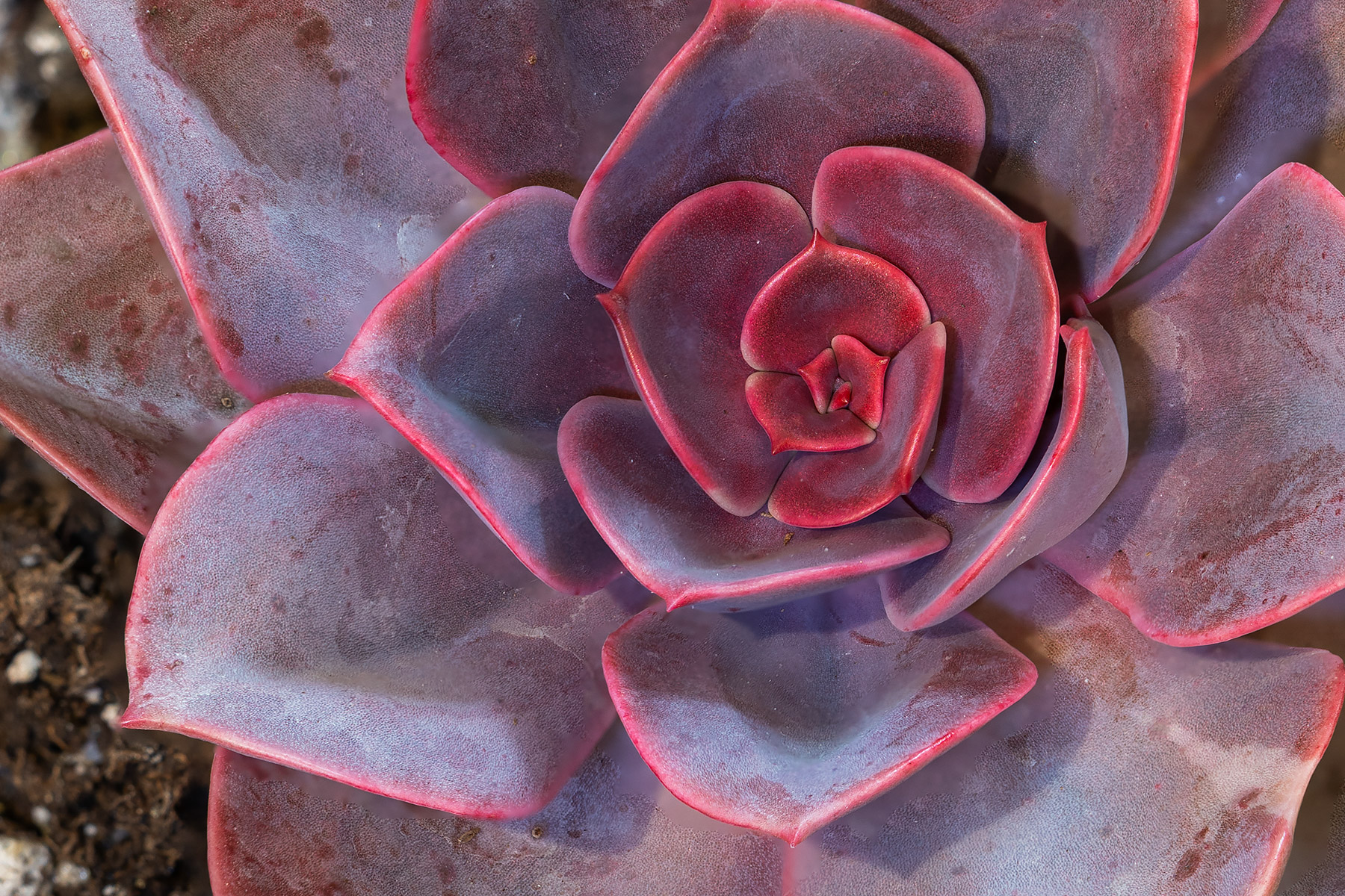 Echeveria Red Sky.  Click for next photo.