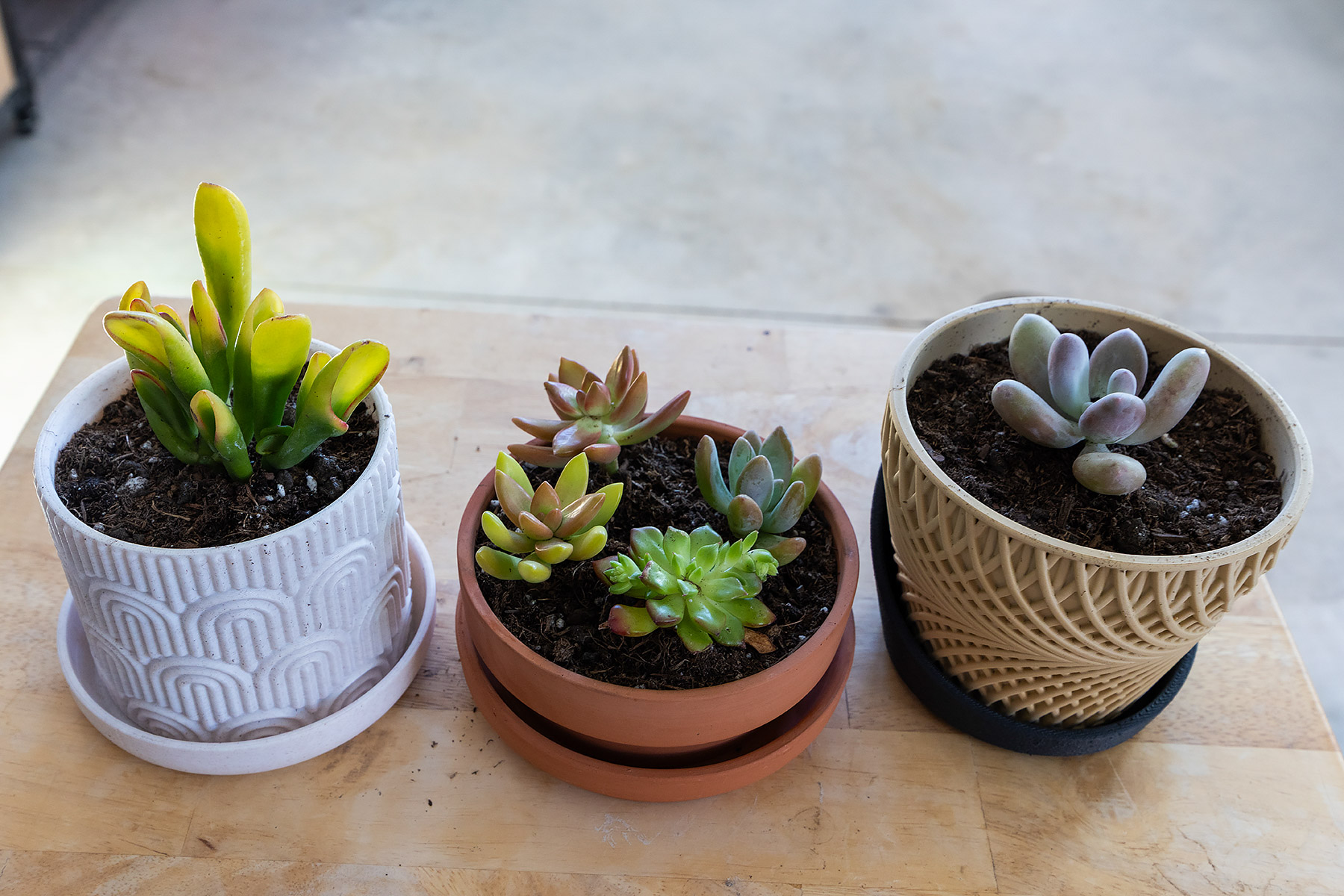 From the Home Depot pot with nine plants, the Crassula Ogre Ears and what I�m assuming is a Pachyphytum flank the four plants that went back in the bowl.  The other three from this haul went to other bowls.  Click for next photo.