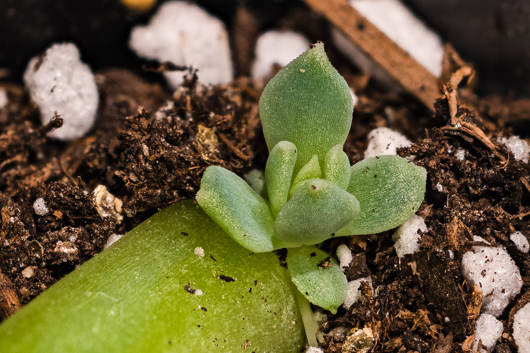 Succulent sprouting from a leaf, not sure of the variety.  Click for next photo.