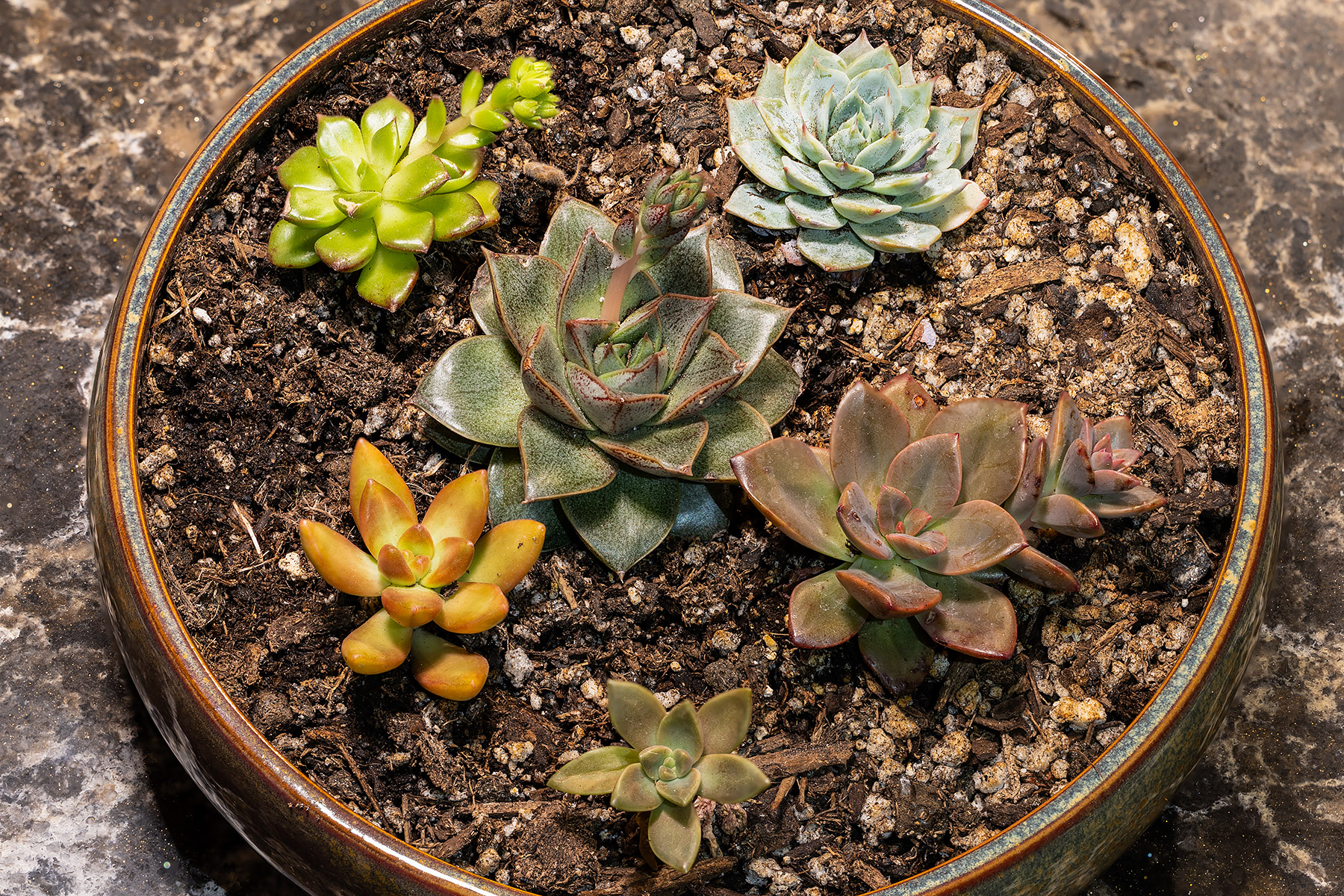 Another succulent bowl, this one in an eight-inch Bonsai.  All of these plants are nameless except the fabulous Echeveria Purpusorum at center.  These all might be Echeverias except the probable Sedum at lower left.  Click for next photo.