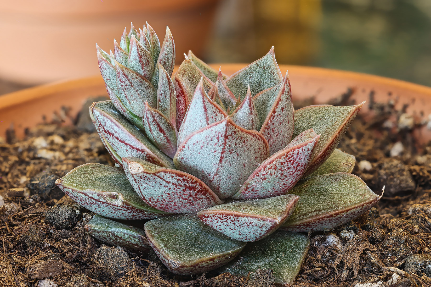 A different Echeveria Purpusorum, like the one in the previous image also has a stalk, but shorter.  Click for next photo.