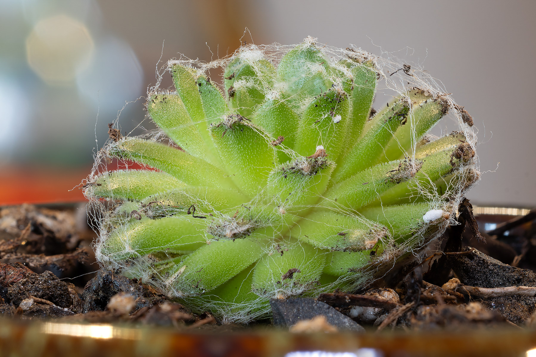 Sempervivum Arachnoideum came back to life.  It was a dry little ball six weeks earlier.  Click for next photo.