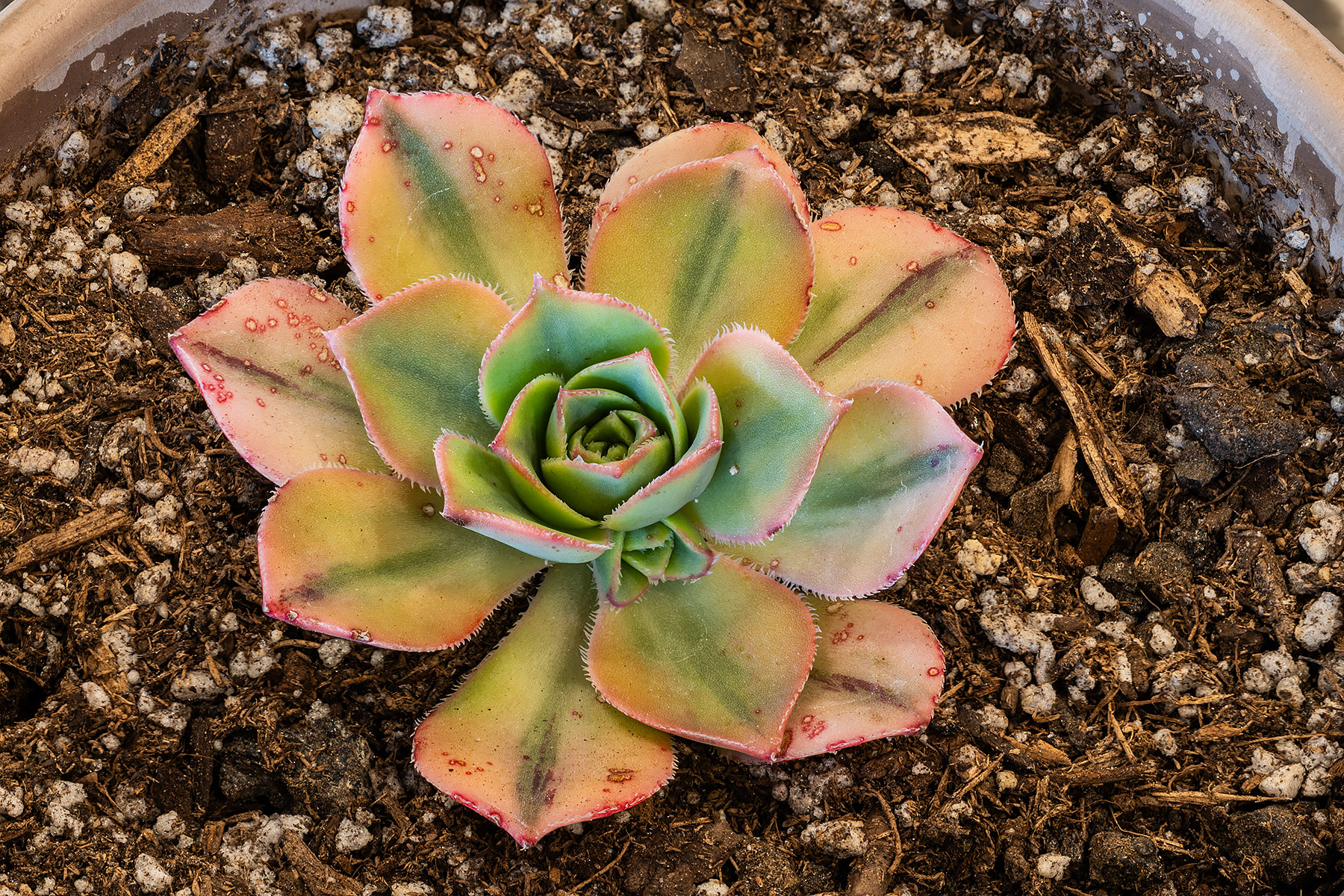 Aeonium Florens, starting to show some color after two weeks getting sun.  Click for next photo.