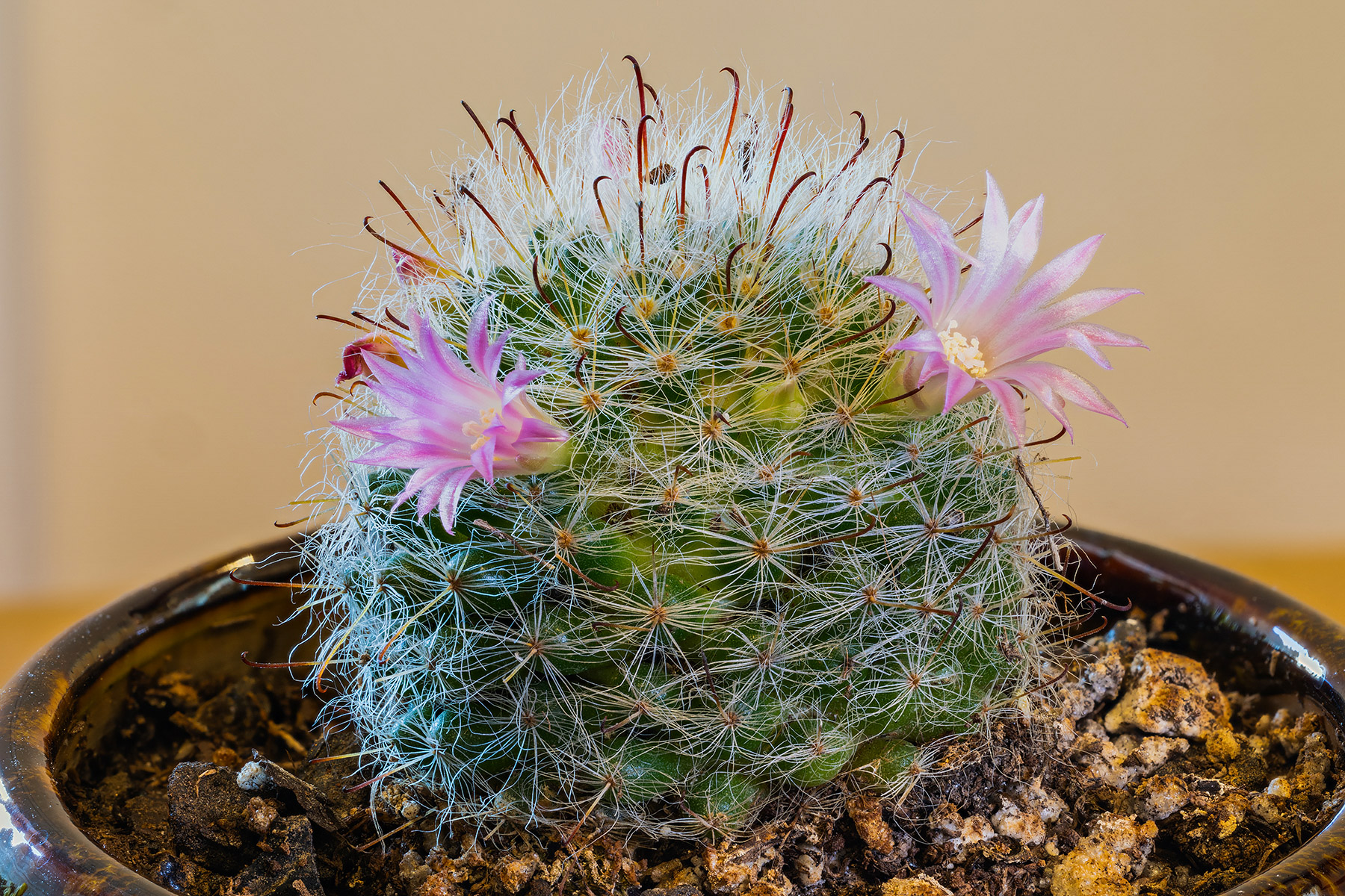 Mammillaria Powder Puff Cactus seems a little taller than the previous image six weeks ago and has started to flower.  Click for next photo.