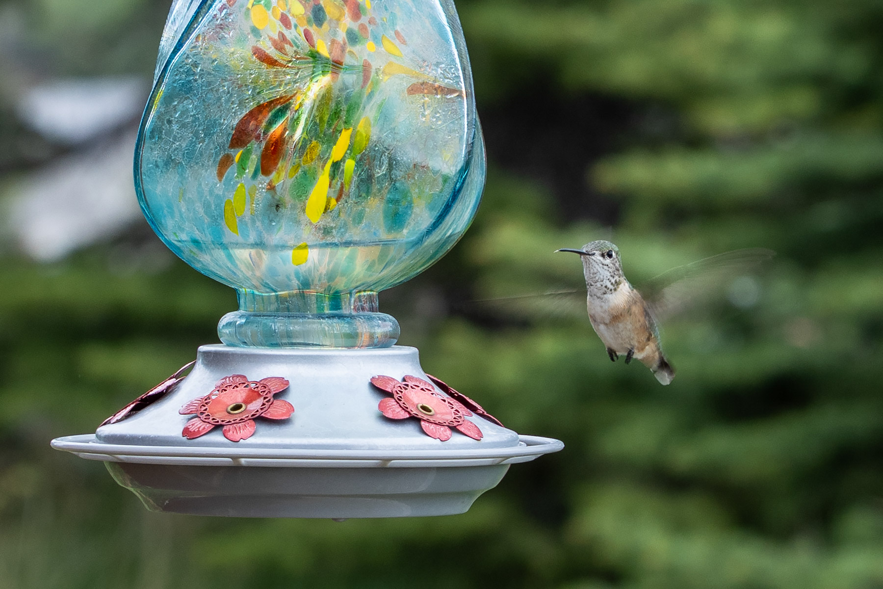 First hummingbirds of the season.  Click for next photo.