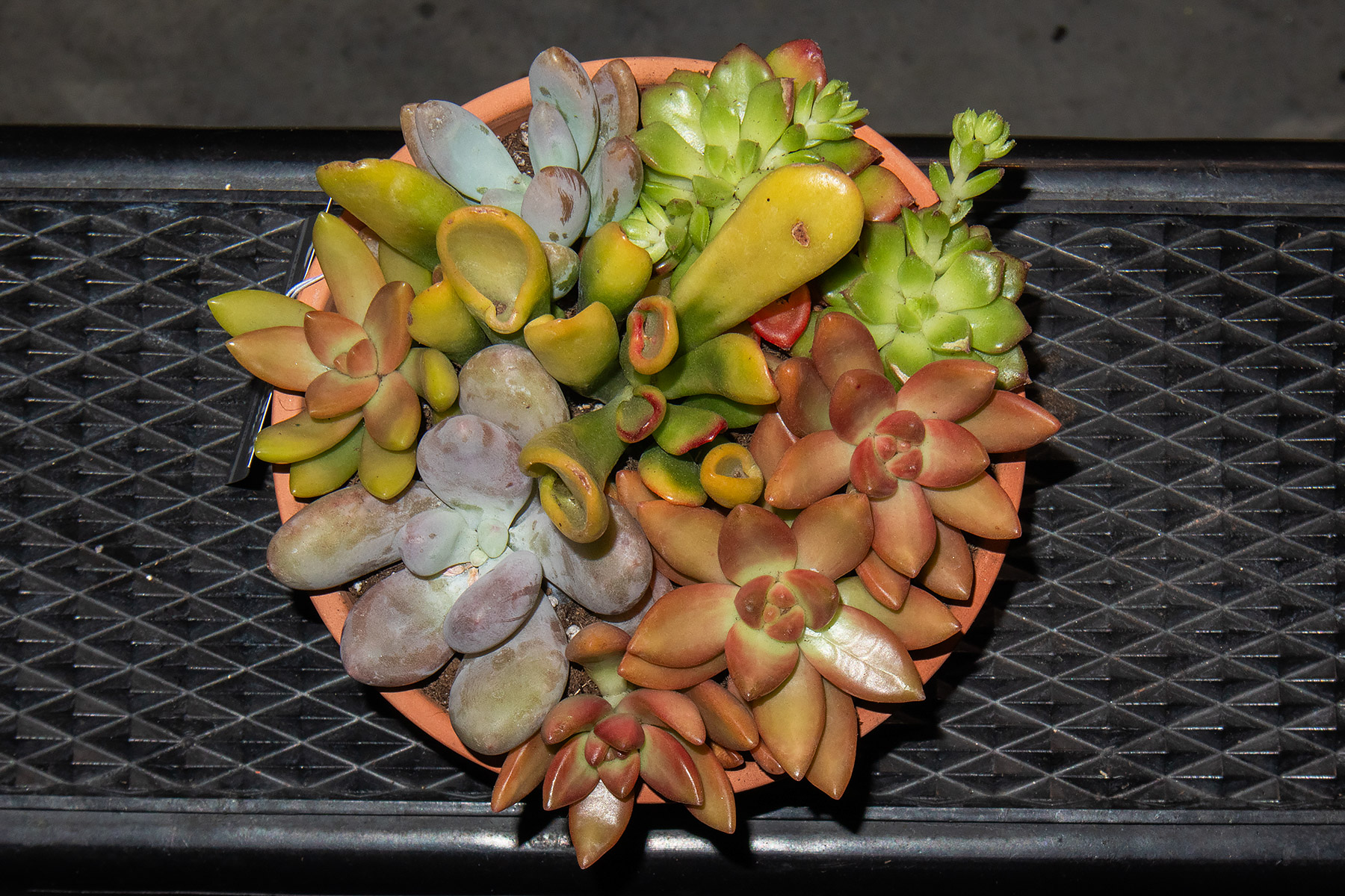 This cheap ($6) terra cotta pot was a bargain at Home Depot.  It contains nine plants of six varieties.  I planted some in other bowls, gave two their own container, and put four back into this pot.  My best guess clockwise starting at upper right is Echeveria, Sedum, Pachyphytum, Sedeveria, Graptopetalum, and a Crassula in the middle.  The Crassula certainly is an Ogre Ears; the others I�m maybe 50% right.  Click for next photo.
