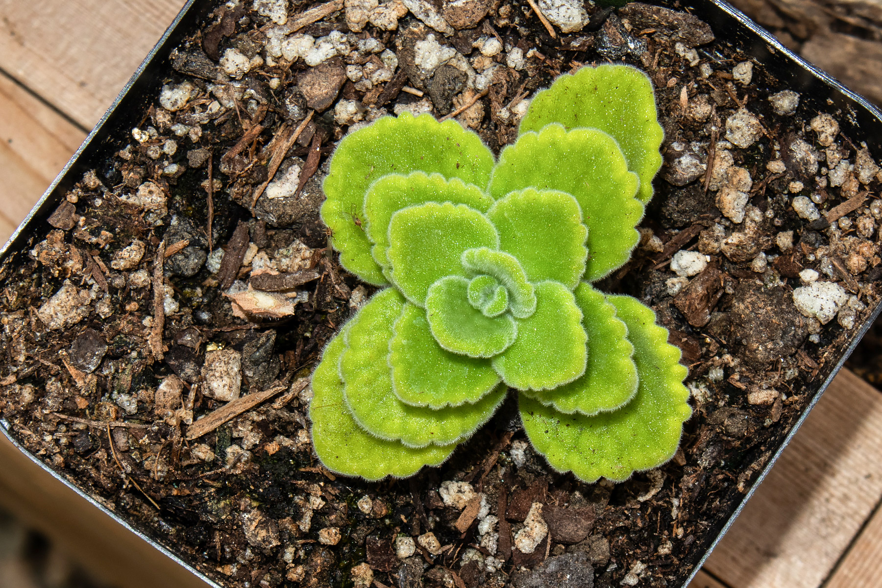 Plectranthus �Velveteen Aromatic�&trade;.  Click for next photo.