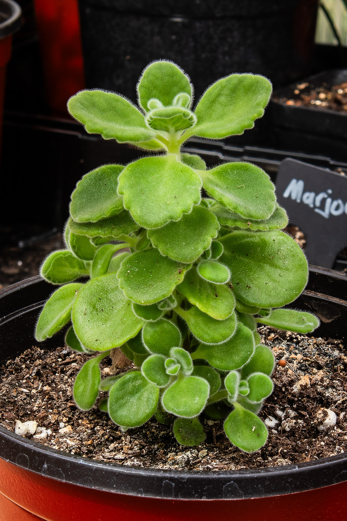 Plectranthus �Velveteen Aromatic�&trade;.  Click for next photo.