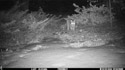 Bobcat in Custer Gallatin National Forest.