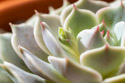 Echeveria Lola with a little flower bud forming.  In less than a week with sunlight and grow lights, the color has become less green and more pastel.