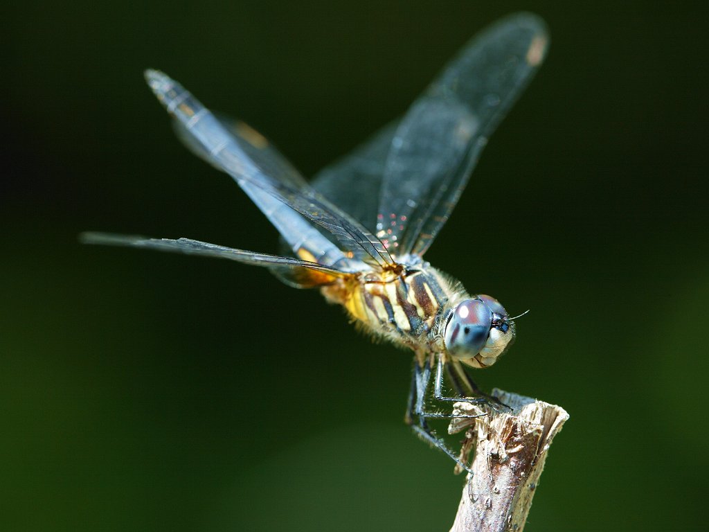 Right after I got my digital SLR, this dragonfly let me test it out by taking an extended rest in my back yard, 2002.  Click for next photo.